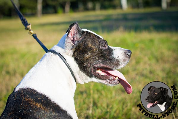 Rounded leather choke collar for Pitbull training