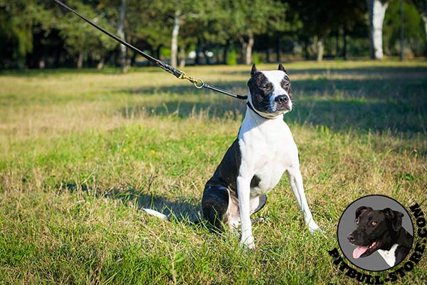 100% full grain genuine leather Pitbull collar
