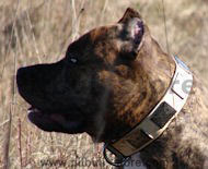 Wide DOG COLLAR For PITBULLS with Vintage Plates