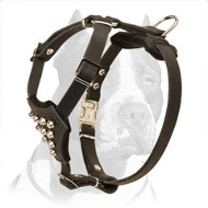 Good-looking Pitbull Puppy Harness