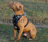Pitbull Leather Dog Harness for Tracking, Training, Walking