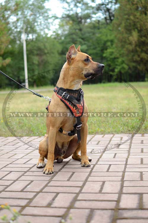 Solid Harness of durable full grain leather