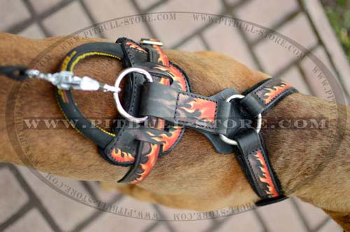 Safe Harness for Pitbull Champion