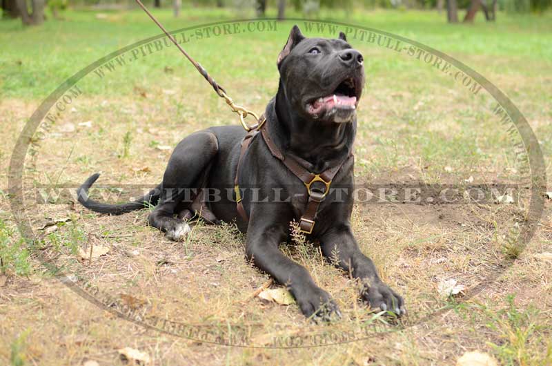 Pitbull Leather Dog Harness for Tracking, Training, Walking