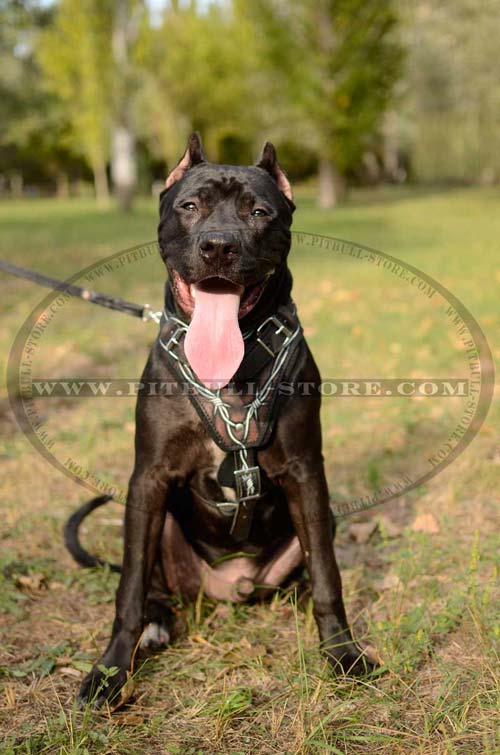 Dog Harness with D-ring for attaching a leash