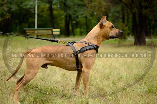 Leather Harness with Easy quick release buckle