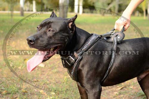Harness with Felt Padded straps and chest plate