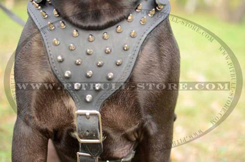 Harness with Nickel Spikes