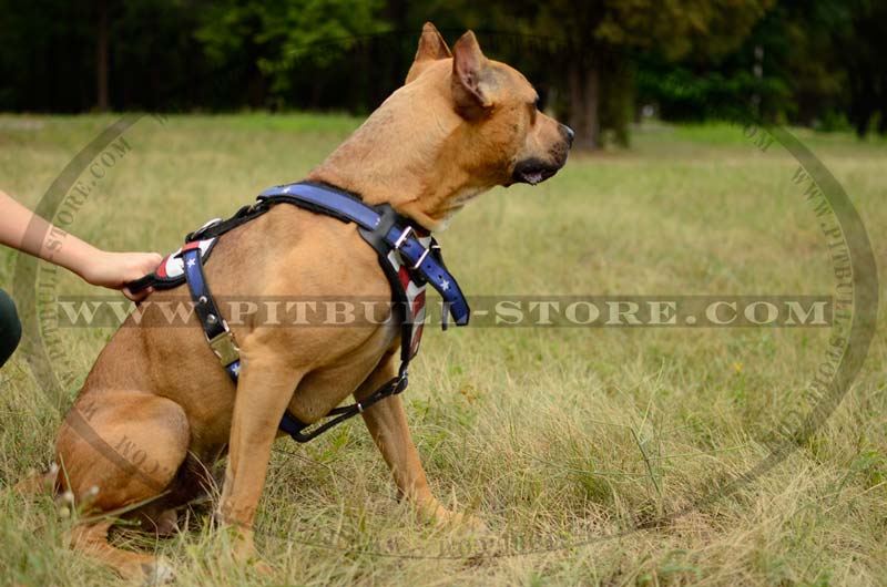 Pitbull Leather Dog Harness for Tracking, Training, Walking