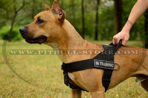 pitbull pulling harnesses, training harnesses with handle