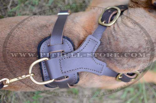 Harness with Quick release buckle