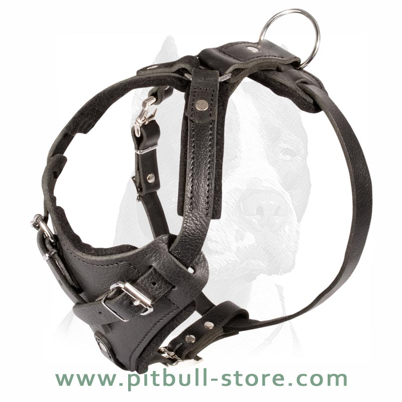 American Pit Bull Terrier 【Custom】 Leather Dog Harness with studds :  Pitbull Breed: Dog Harnesses, Collars, Leashes, Muzzles, Breed Information  and Pictures