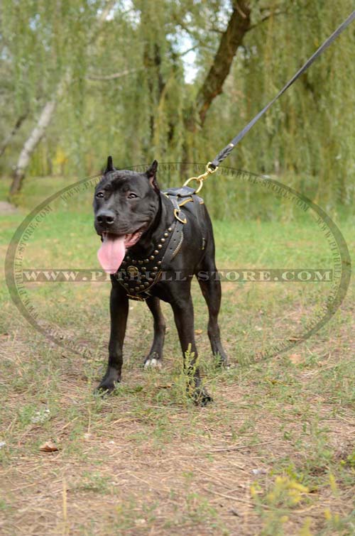Exclusive training Harness