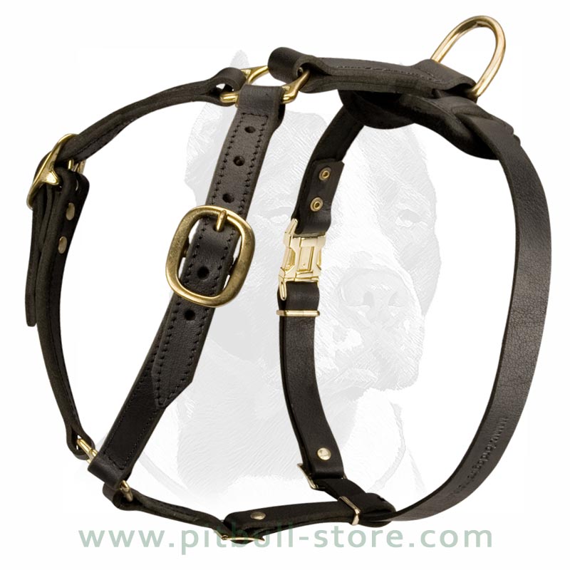 Pitbull Leather Dog Harness for Tracking, Training, Walking