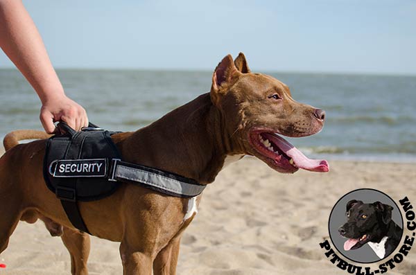 Durable nylon harness for Pitbull comfortable walking