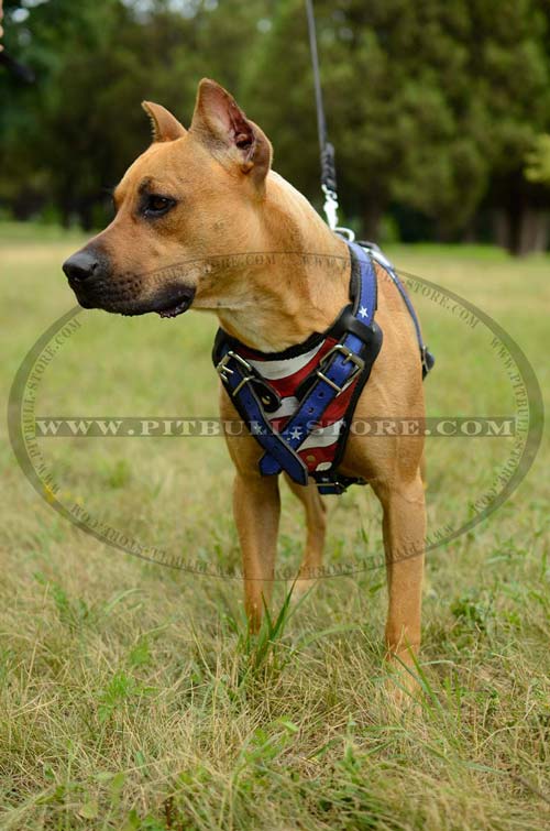 Perfect Harness for attack/agitation training