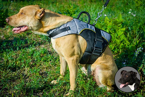 Nylon Pitbull harness 2 ways adjustable