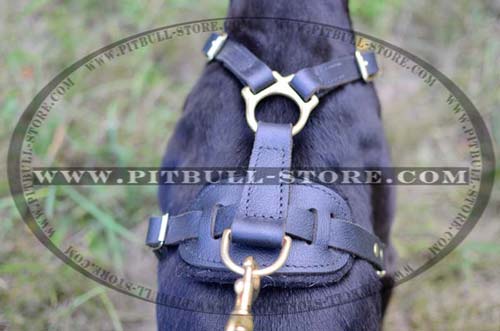 Extraordinary Harness with Strong Fittings