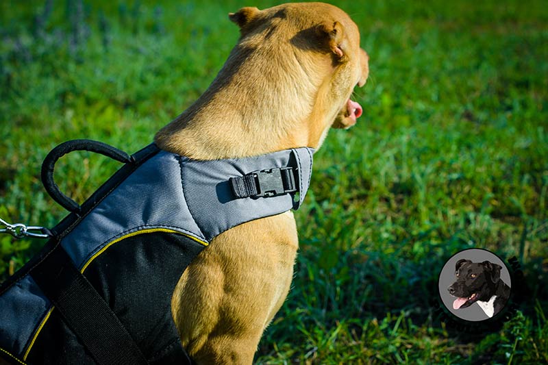 Pitbull dog vest sale