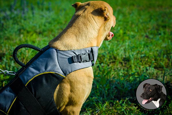 Warm and soft nylon Pitbull harness