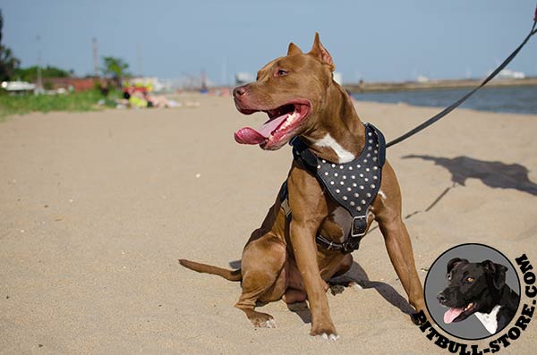 Leather Pitbull harness with nickel plated studs