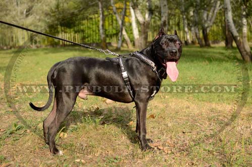 Pitbull Harness with Barbed Wire Painting