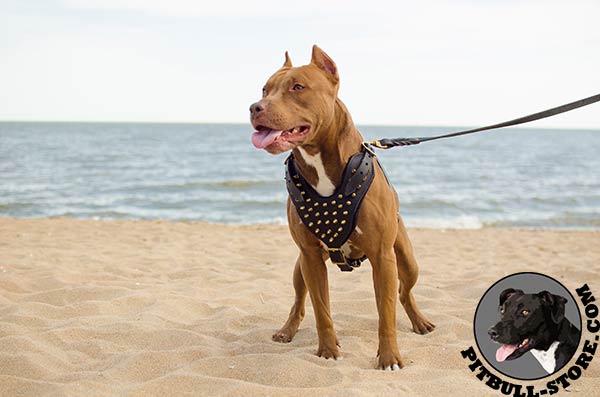 Genuine leather Pitbull harness of perfect design