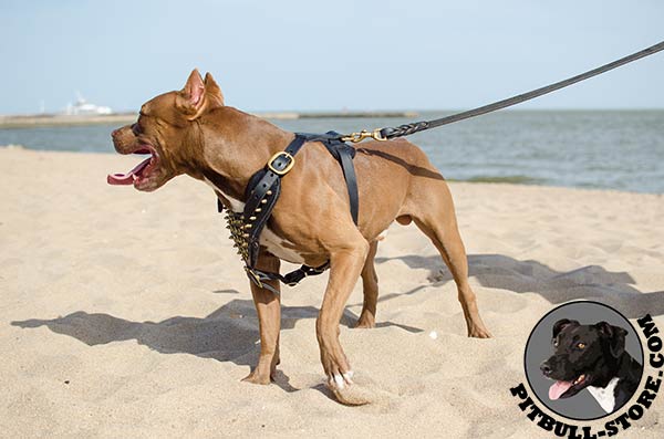 Natural leather Pitbull harness for daily walking
