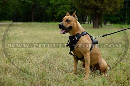 Walking Leather Harness for Pitbull 