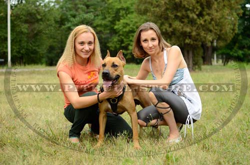 Walking and Training Leather Pitbull Harness