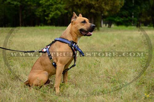 Pitbull Hand-painted leather harness 