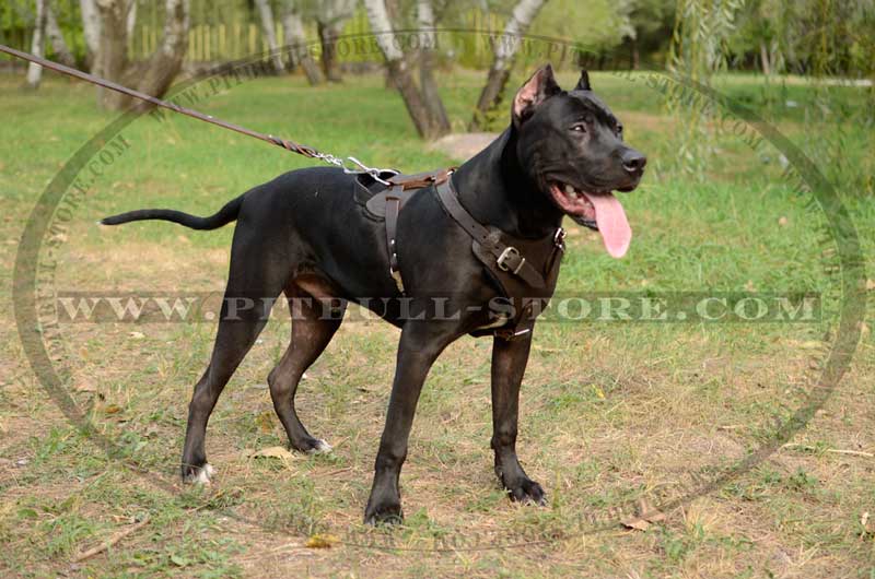 American Pit Bull Terrier 【Custom】 Leather Dog Harness with studds :  Pitbull Breed: Dog Harnesses, Collars, Leashes, Muzzles, Breed Information  and Pictures