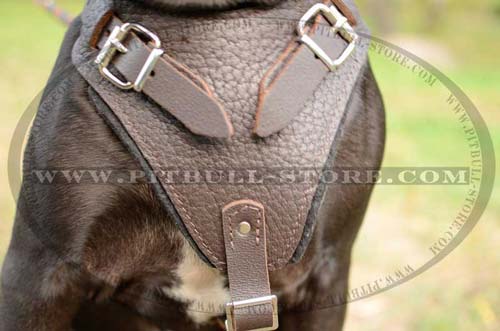 Felt Padded Leather Pitbull Harness