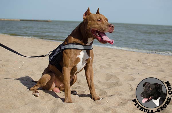 Comfortable Pitbull harness made of strong nylon