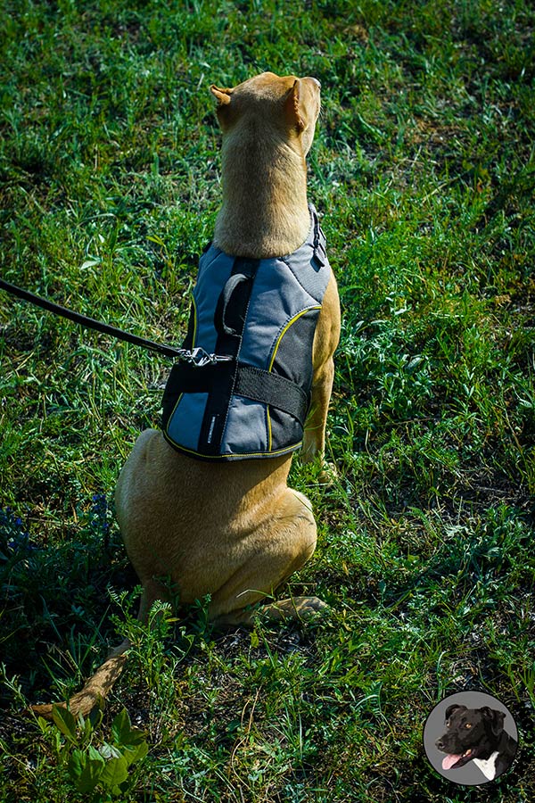 Warm winter nylon vest for Pitbull