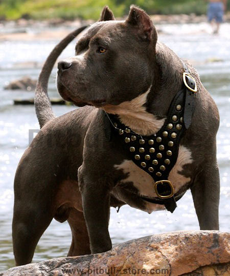 American Pit Bull Terrier 【Custom】 Leather Dog Harness with studds :  Pitbull Breed: Dog Harnesses, Collars, Leashes, Muzzles, Breed Information  and Pictures