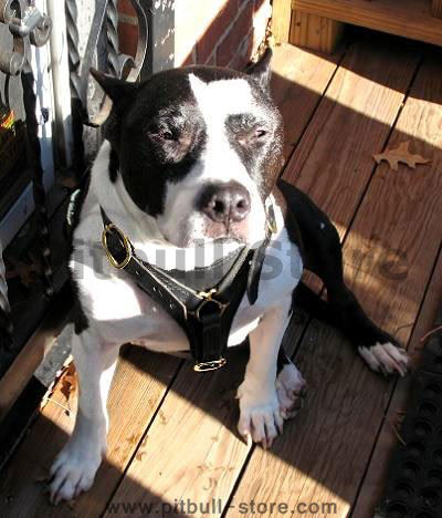 Staffordshire Bull Terrier Walking /Tracking dog harness - Click Image to Close