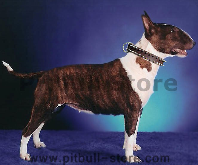 Bullterrier Leather Spiked Dog Collar - 2 Rows of spikes
