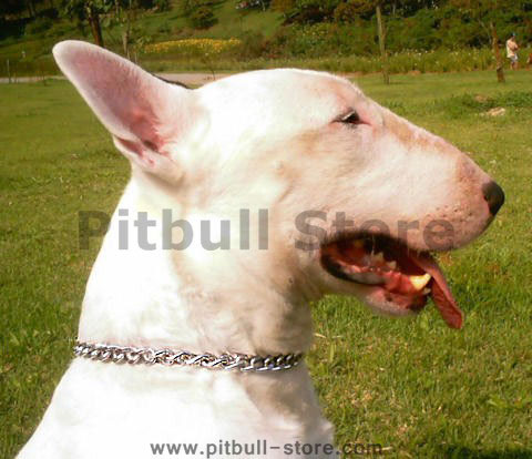 pitbull puppy chain collars