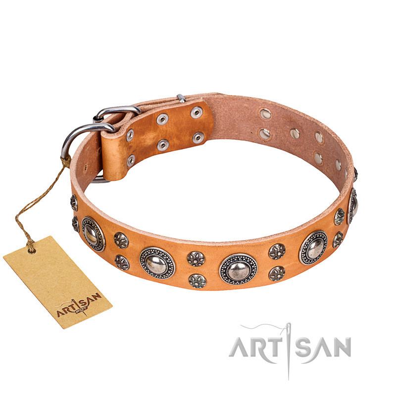 "Extra Sparkle" FDT Artisan Genuine Leather Pitbull Collar of Tan Color