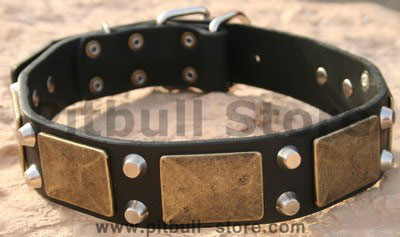Gorgeous War Dog Leather Dog Collar- brass massive + 2 pyramids