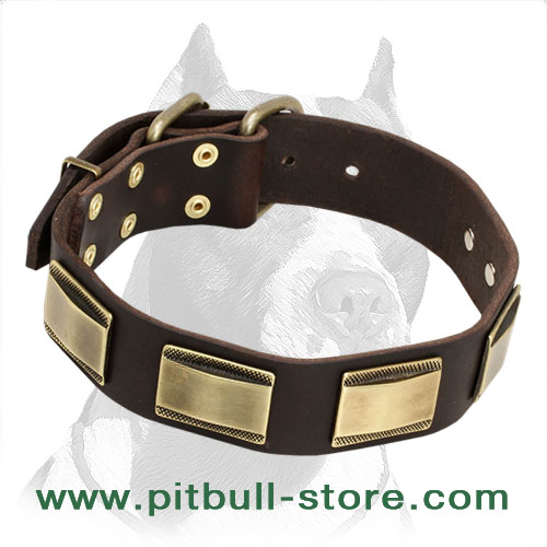 Posh Leather Pitbull Dog Collar with Decorative Brass Plates