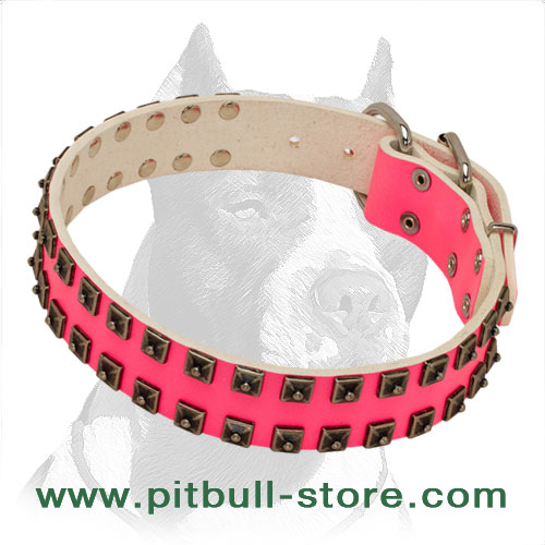 dog collars for female pitbulls