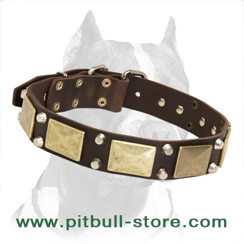 Pitbull Leather Dog Collar with brass plates and nickel studs