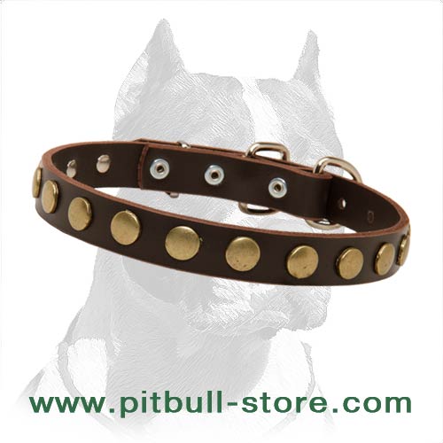 Special Pitbull Dog Leather Collar With Brass Circles