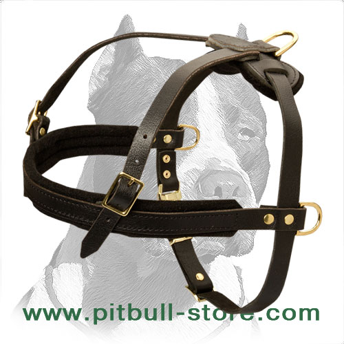 Elegant Leather Pitbull Dog Harness with extra rings for cart attaching - Click Image to Close