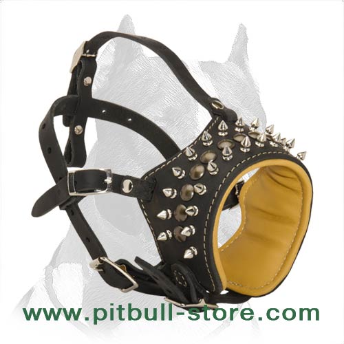 Royal Spiked Leather Muzzle for American Pit Bull Terrier