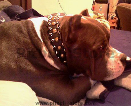 MASSIVE SPIKED LEATHER DOG COLLAR w/D-Ring