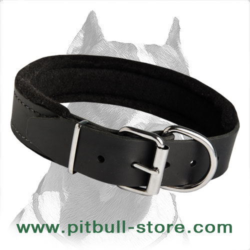 Padded Pitbull Dog Collar for daily Activities, Walking and Training - Click Image to Close