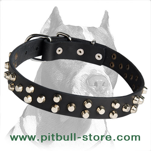 Leather Collar with Cool Studs for handling your Pitbull